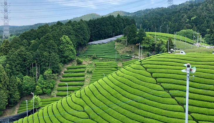 Darjeeling